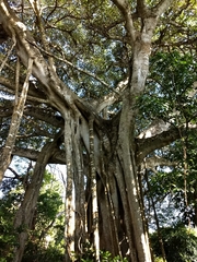 Ficus cotinifolia