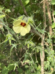 Hibiscus physaloides