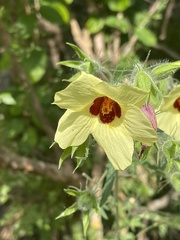Hibiscus physaloides