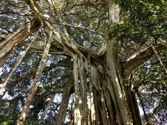 Ficus cotinifolia