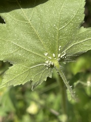 Hibiscus physaloides