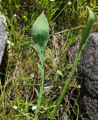 Eryngium aristulatum