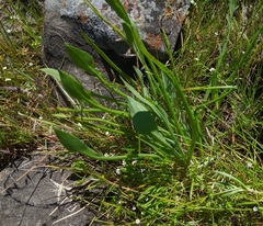 Eryngium aristulatum