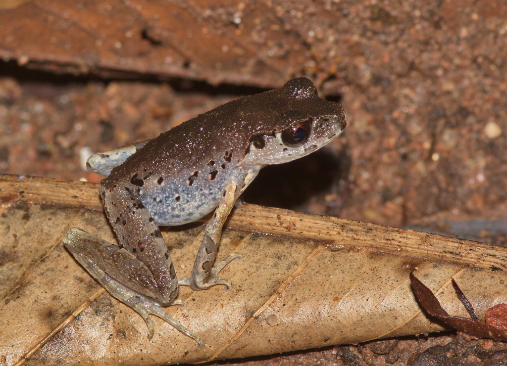 Hala Bala Litter Toad