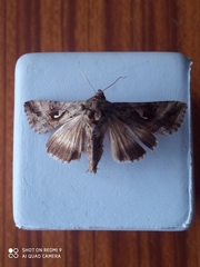 Autographa gamma