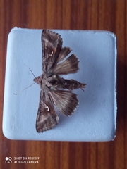Autographa gamma