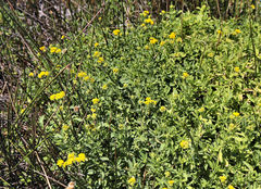 Nidorella auriculata