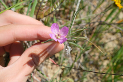 Clarkia affinis
