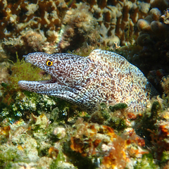 Gymnothorax annasona