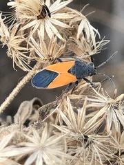 Melanopleurus bicolor