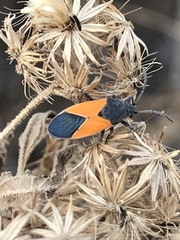 Melanopleurus bicolor