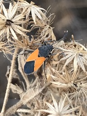 Melanopleurus bicolor