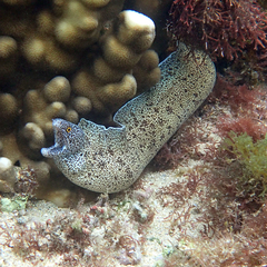 Gymnothorax annasona