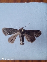 Oligia