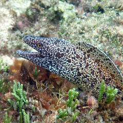Gymnothorax annasona