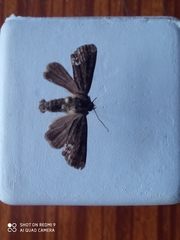 Oligia