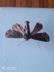 Oligia