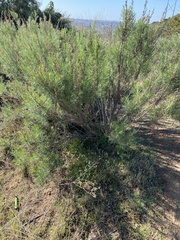Artemisia californica