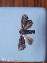 Oligia