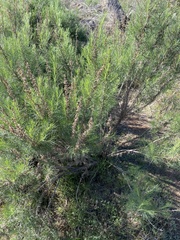 Artemisia californica