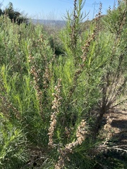 Artemisia californica