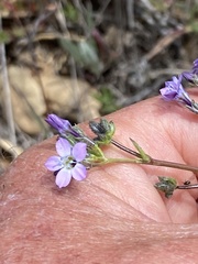 Gilia diegensis