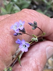 Gilia diegensis