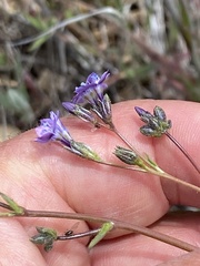 Gilia diegensis
