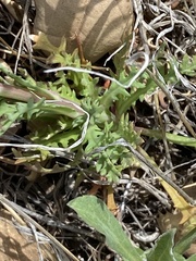 Gilia diegensis