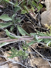 Gilia diegensis