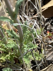 Gilia diegensis