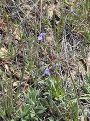 Gilia diegensis