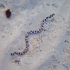 Myrichthys maculosus