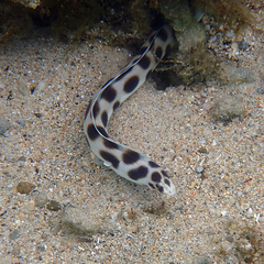 Myrichthys maculosus