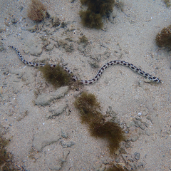 Myrichthys maculosus