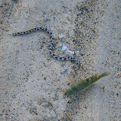 Myrichthys maculosus