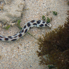 Myrichthys maculosus