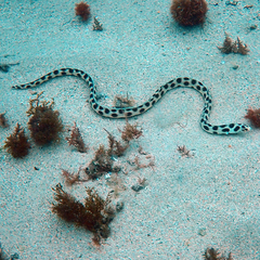 Myrichthys maculosus