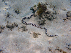 Myrichthys maculosus