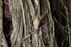 Pachyrhamma acanthocerum