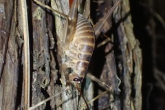 Pachyrhamma acanthocerum