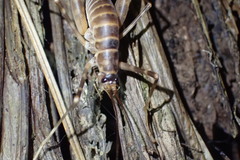 Pachyrhamma acanthocerum