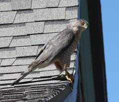 Accipiter cooperii