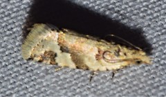 Euphona euphona