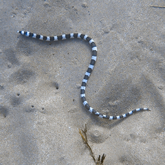 Leiuranus semicinctus