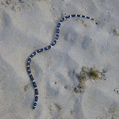 Leiuranus versicolor