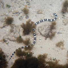 Leiuranus versicolor