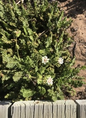 Horkelia cuneata puberula