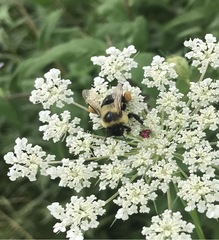 Bombus impatiens