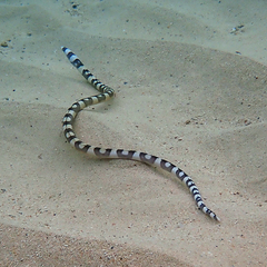 Leiuranus versicolor